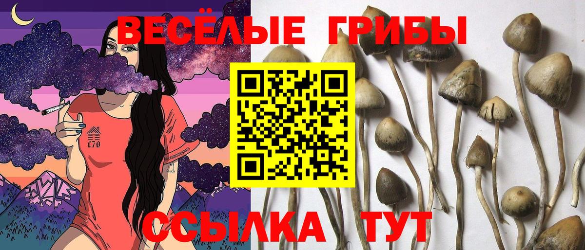 Псилоцибиновые грибы MAGIC MUSHROOMS  Псилоцибиновые грибы GOLDEN TEACHER  Иваново  Вход с VPN 